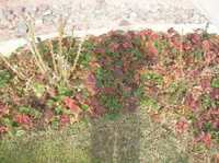 i1