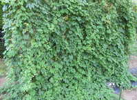 i1