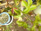 i1