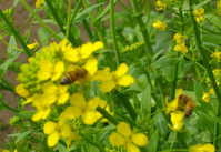 i1
