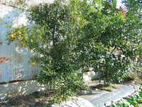 i1