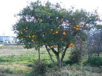 i1