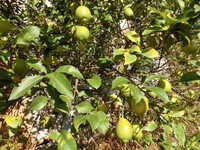 i1
