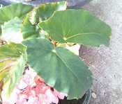 i0