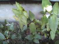 i1