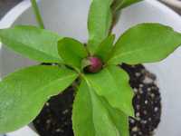 i1