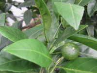 i1