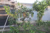 i1