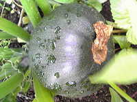 i1