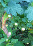 i1