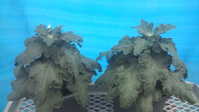 i0
