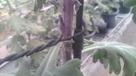 i1