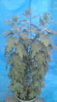 i0
