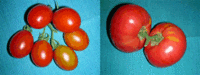 i1