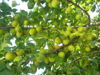 i1
