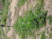 i1