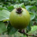 i1
