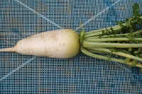 i0