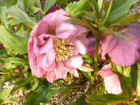 i1