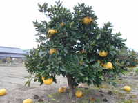 i1