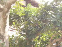 i1