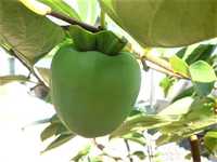 i1