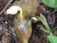 i1