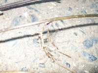 i1