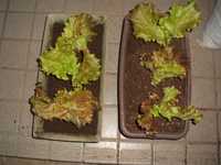 i1