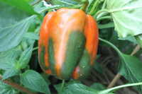 i1