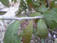 i1