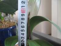i1
