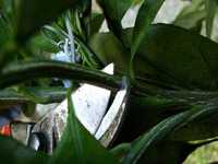 i1