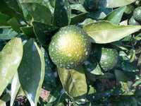 i1