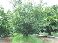 i1